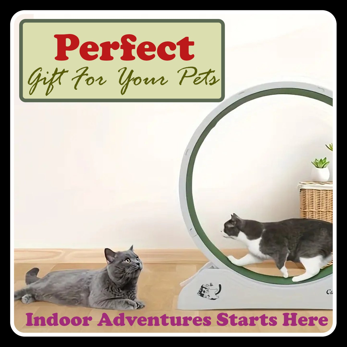 Whisker Wheels Fitness Pro – Carpeted Indoor Cat Running Wheel with Locking System | Treadmill Exerciser for Cat Health & Agility