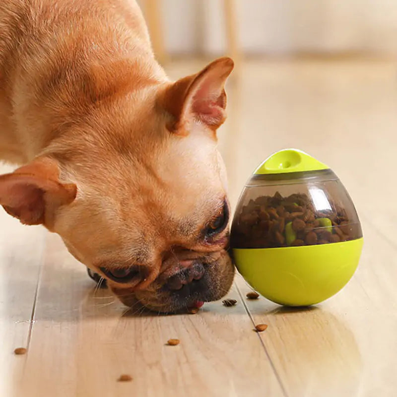 Pet's Intelligence with Pets IQ Treat Toys Feeder